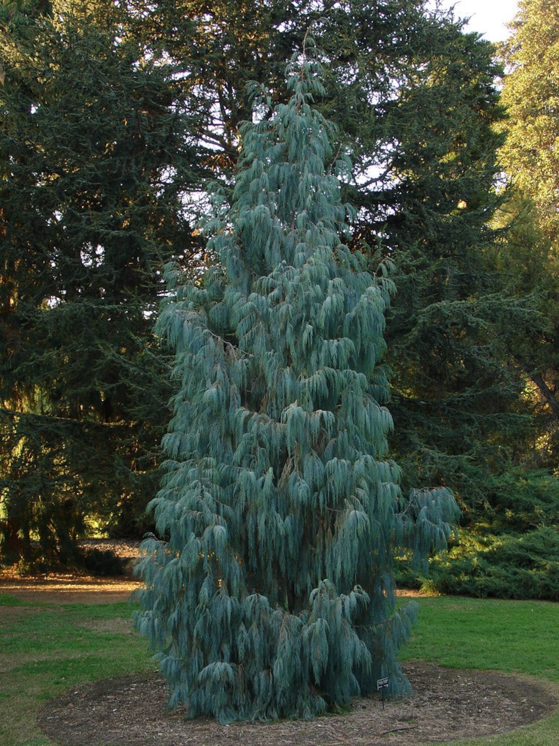 Cyprès Du Cachemire Cupressus Cashmeriana Achat, Vente En