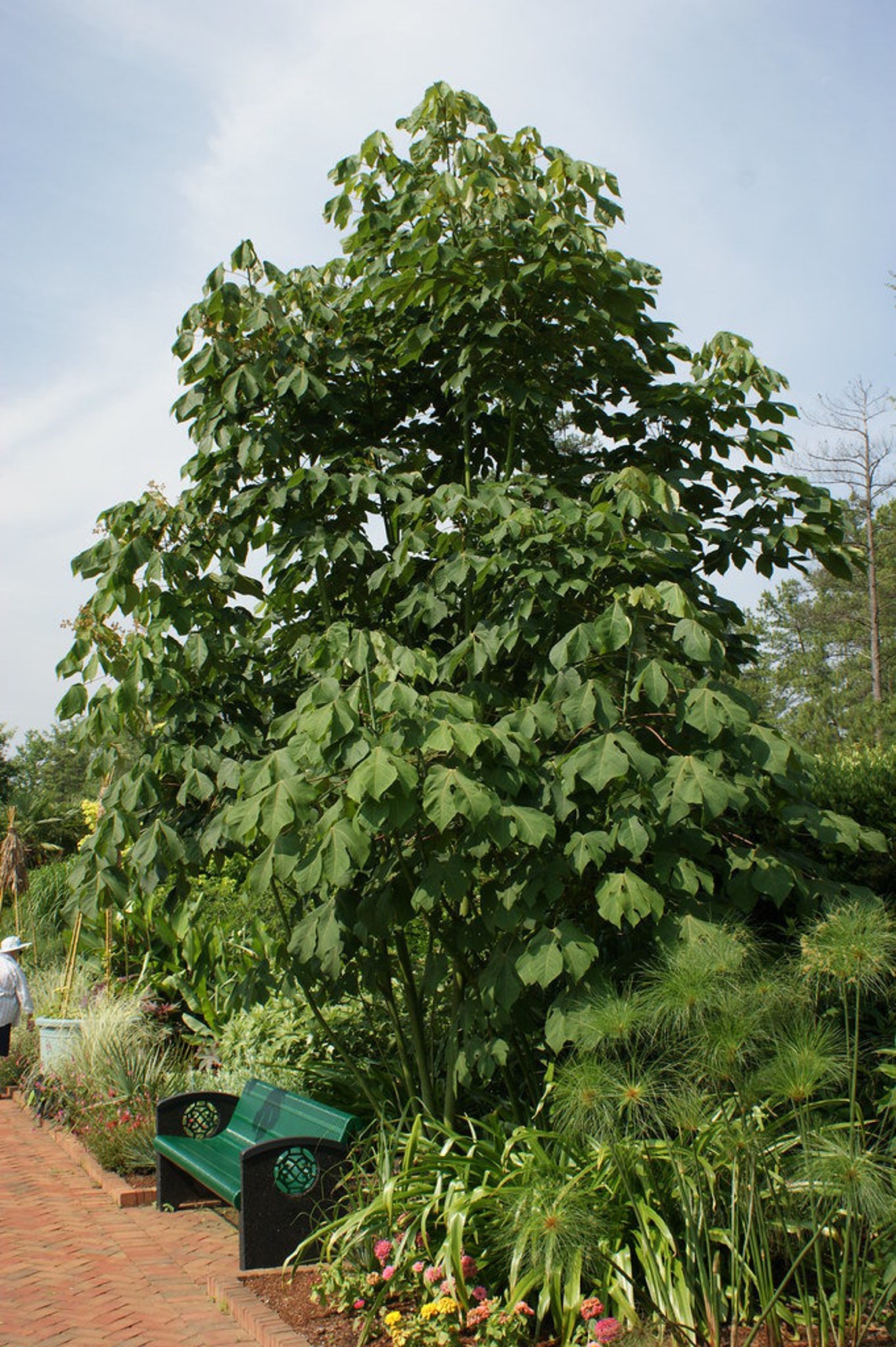 Chinese Parasol Tree Firmiana Simplex 10 Seeds Etsy Australia