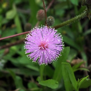 Sensitive Plant Mimosa pudica 500 Seeds USA Company image 3