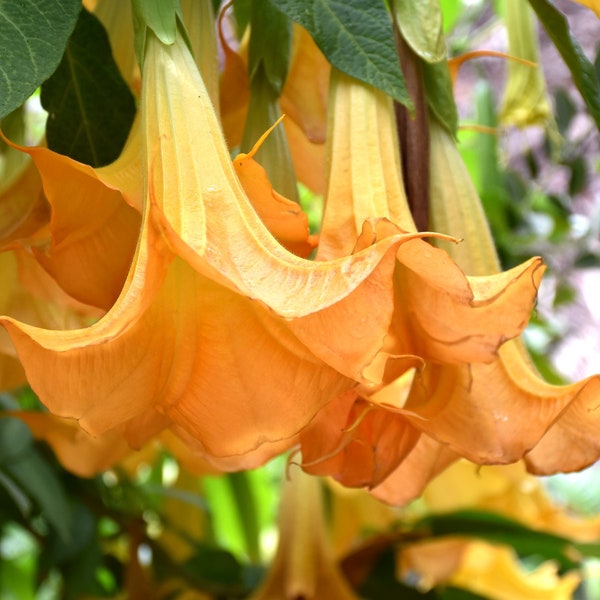 ANGEL'S TRUMPET BRUGMANSIA arborea double yellow 10 seeds +FREE