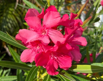50+ White Oleander Seeds - Nerium Oleander Alba Flower Seeds For Planting And Gardening