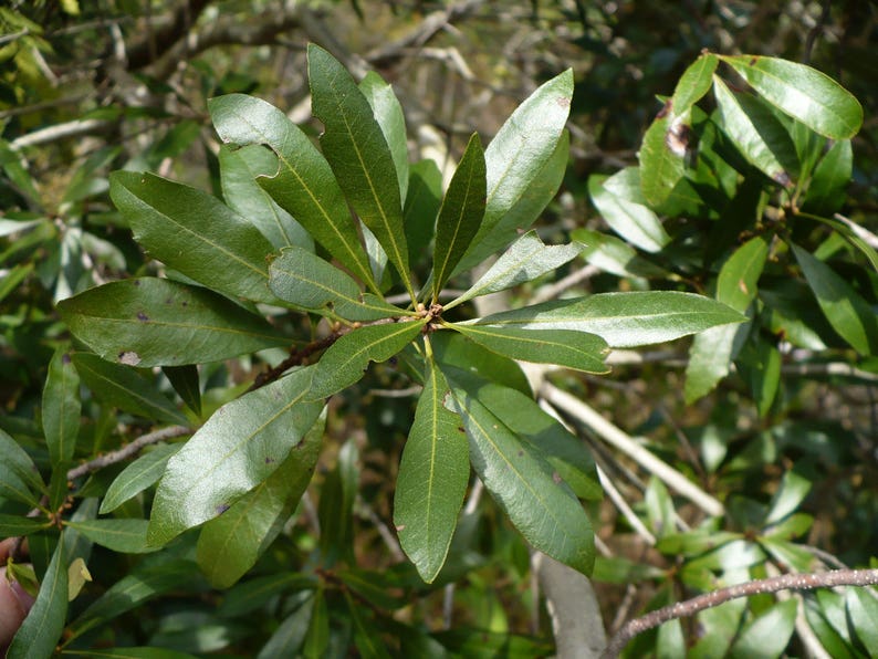 bayberry wax myrtle bayberry wax myrtle