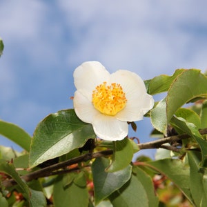 Tall Stewartia   Stewartia monadelpha   20 Seeds