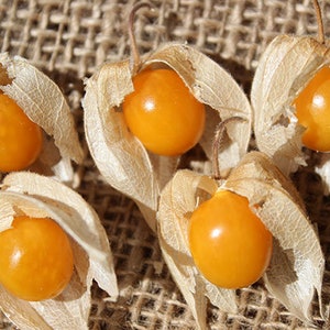 Cutleaf Ground Cherry Physalis angulata Organic 30 Seeds Free US Shipping Cutleaf Ground Cherry Physalis angulata Organic 30 Seeds Free US Shipping