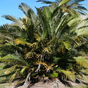 Formosa Palm   Arenga engleri   20 Seeds  USA Company