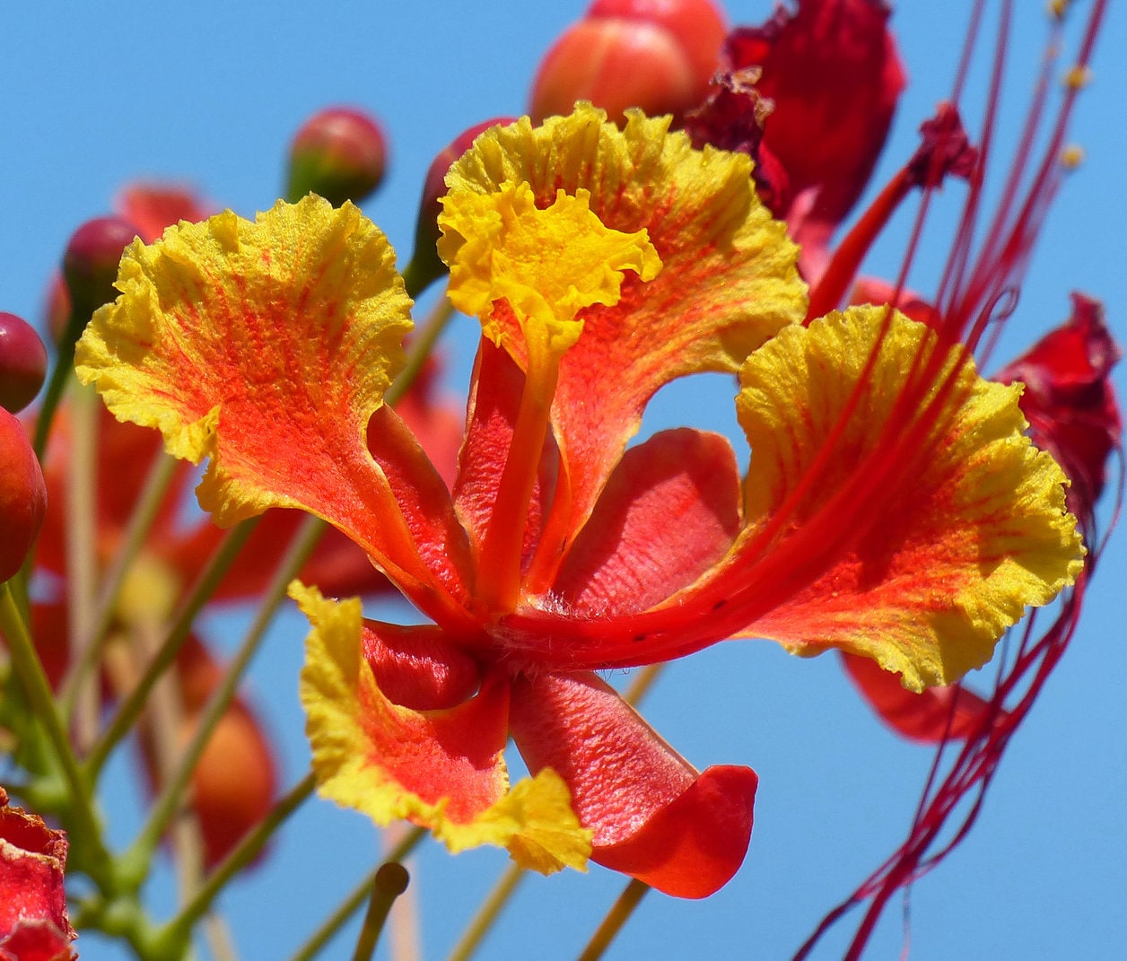 Pride Of Barbados Peacock Flower Caesalpinia Pulcherrima 10 Etsy