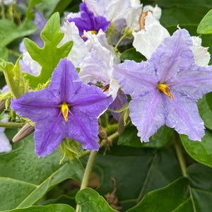 Albero di patate gigante stellato Solanum macranthum 20 semi