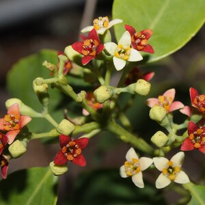 Indian Sandalwood   Santalum album   20 Seeds  USA Company