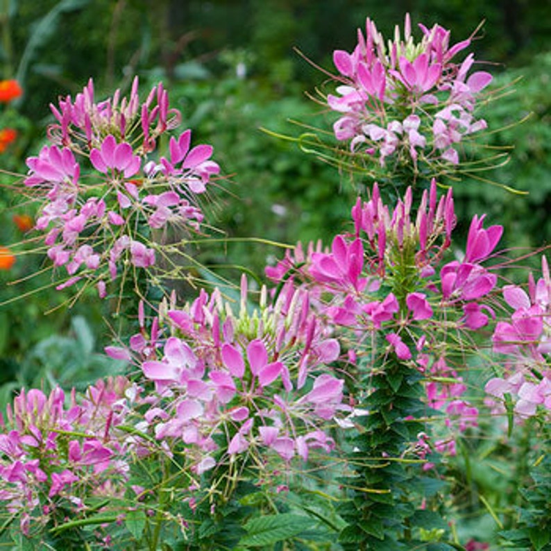 Spider Flower Cleome Hassleriana 20 Seeds Etsy