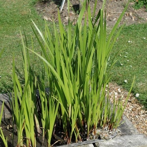 Sweet Flag Acorus calamus 50 Seeds USA Company image 3