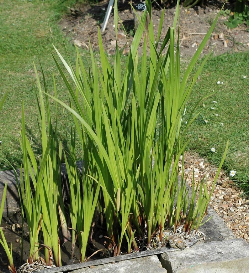 Sweet Flag Acorus calamus 50 Seeds USA Company image 3