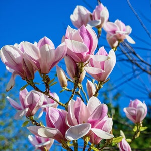 Saucer Magnolia  10 Seeds   Magnolia soulangiana