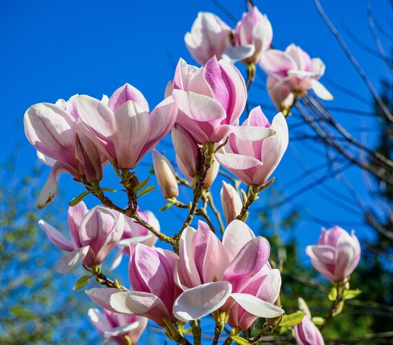 Saucer Magnolia Magnolia X Soulangiana 10 Seeds free US Etsy
