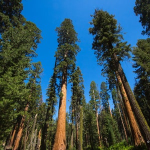 Giant Sequoia Redwood Sequoiadendron Giganteum 50 Seeds USA Company image 2
