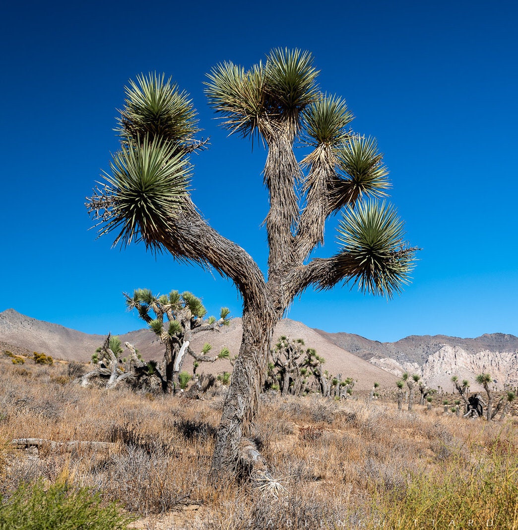 Joshua Tree Yucca Brevifolia 20 Seeds - Etsy