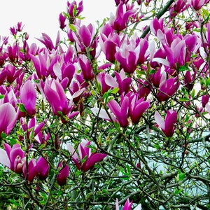 Lily Magnolia  10 Seeds  Magnolia liliiflora