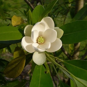 Sweetbay Magnolia   Magnolia virginiana   100 Seeds