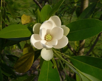 Sweetbay Magnolia   Magnolia virginiana   100 Seeds  USA Company