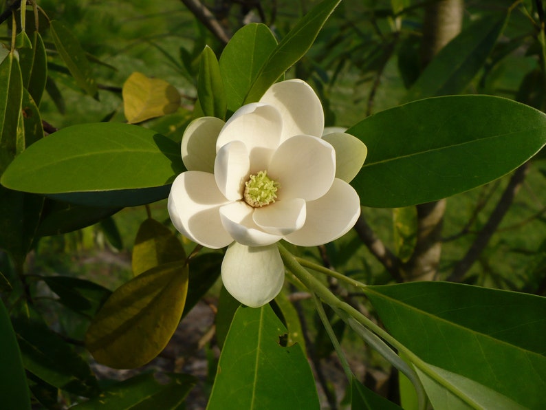 Sweetbay Magnolia Magnolia virginiana 100 Seeds USA Company image 1