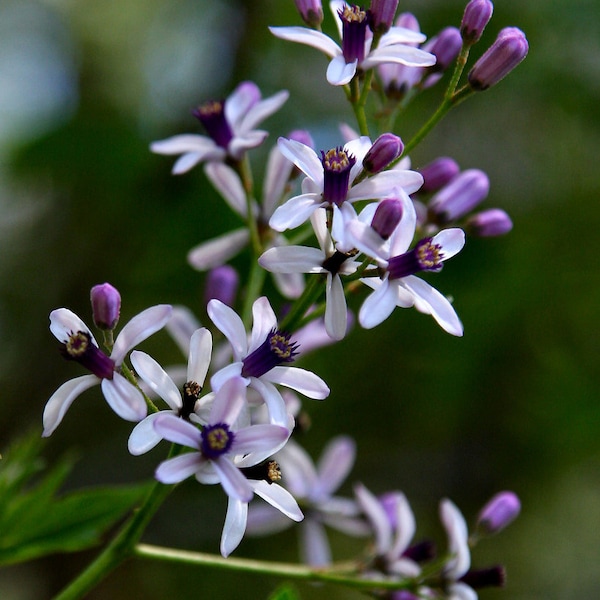 Chinaberry Tree  Pride of India  Melia azedarach  20 Seeds  USA Company