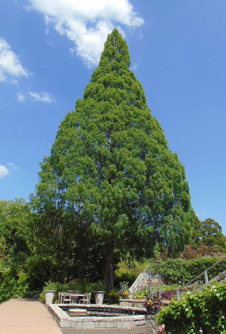 Séquoia rouge Metasequoia glyptostroboides 200 Seeds USA Company image 2