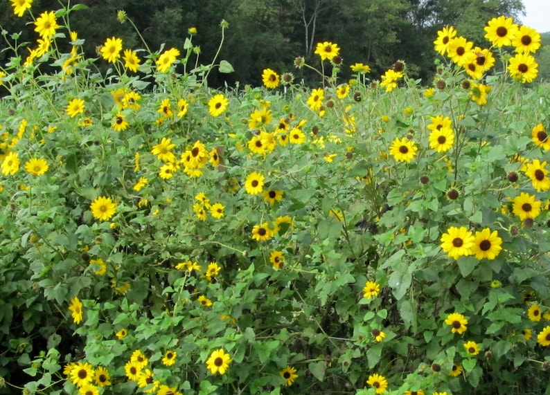 Wild Sunflower Helianthus annuus 20 Seeds Etsy