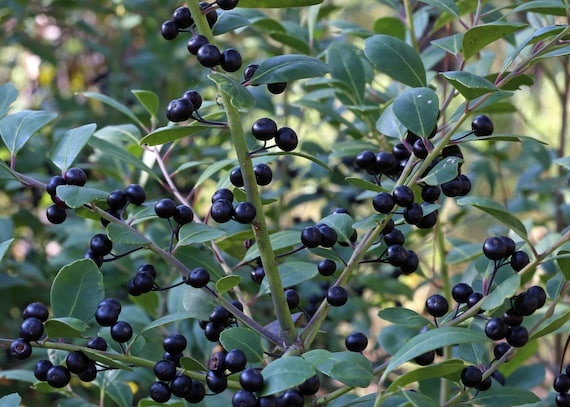 Image of Inkberry berries cluster