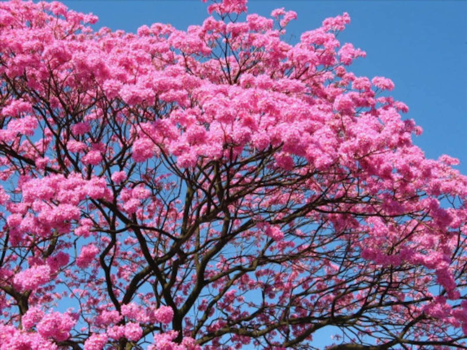 Purple Trumpet Tree Tabebuia Impetiginosa 10 Seeds free Etsy