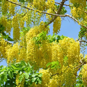 Golden Shower Tree   Cassia fistula  20 Seeds  USA Company