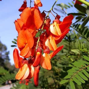 Scharlachrote Wisteria Sesbania punicea 20 Samen