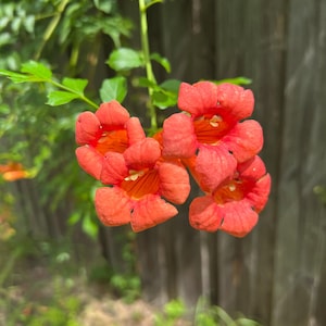 Trumpet Vine  Trumpet Creeper  Campsis radicans   100 Seeds