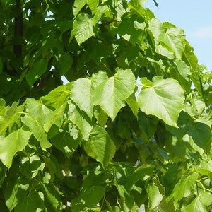 Littleleaf Linden   Tilia cordata   20 Seeds  USA Company