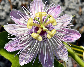 Love-in-a-Mist  Passion Flower  Passiflora foetida  20 Seeds  USA Company