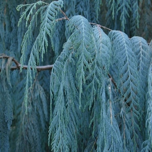 Kashmir Cypress   Cupressus cashmeriana  100 Seeds  USA Company