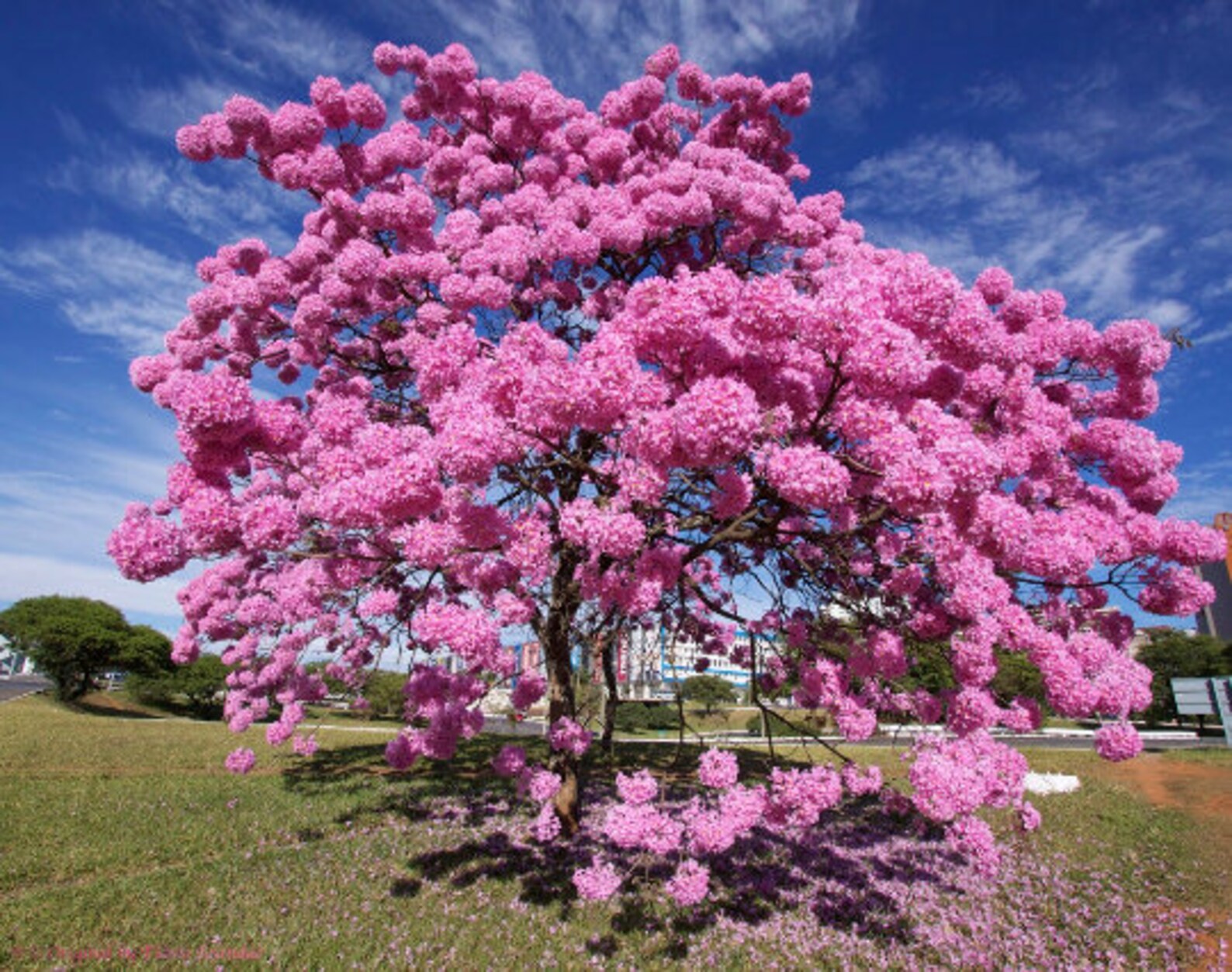 Purple Trumpet Tree Tabebuia Impetiginosa 10 Seeds free Etsy