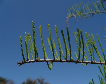 Pond Cypress   Taxodium ascendens  20 Seeds  USA Company
