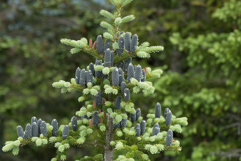 Balsam Fir Abies balsamea 10 Seeds USA Company image 5