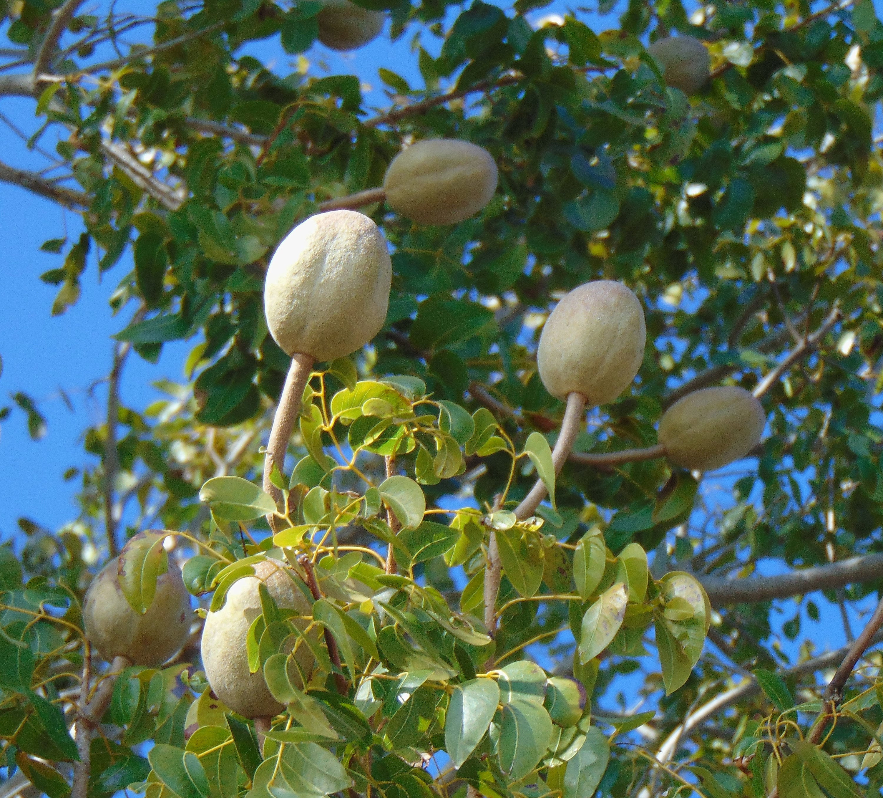  The Mahogany Tree * El árbol de caoba (English and