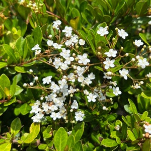 Walter's Viburnum Viburnum Obovatum 20 Seeds - Etsy