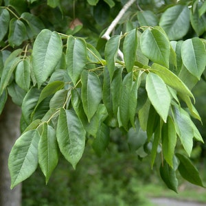 White Ash   Fraxinus americana   20 Seeds  USA Company