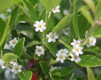 Gallberry   Inkberry   Ilex glabra  20 Seeds  USA Company