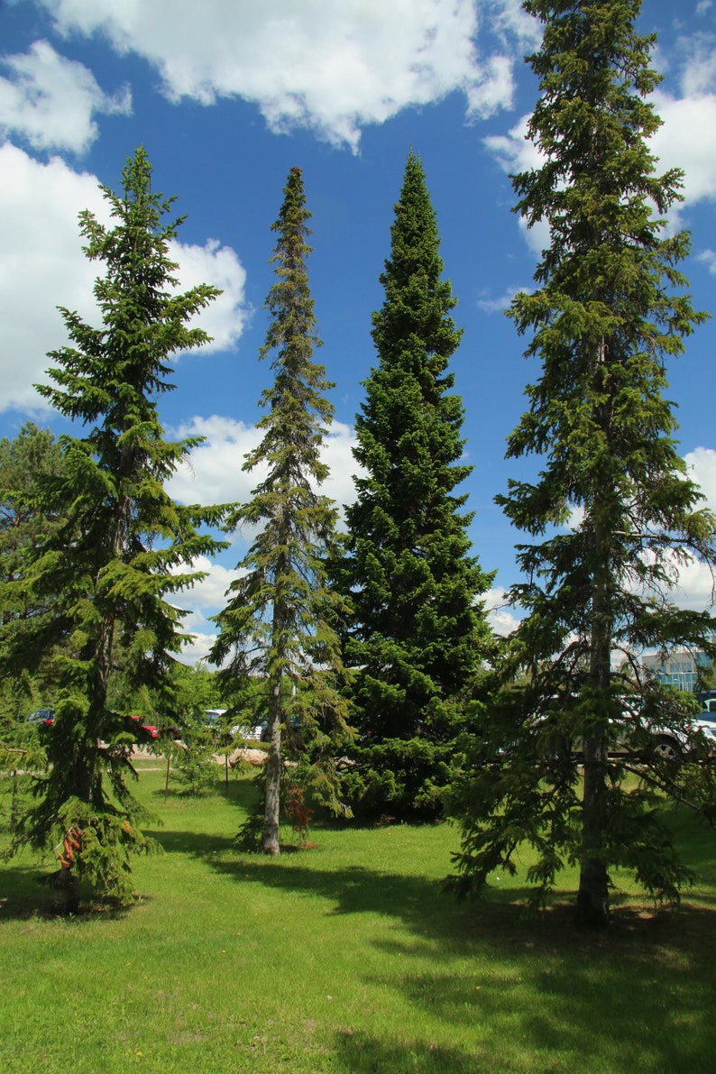 Balsam Fir Abies balsamea 10 Seeds USA Company image 1