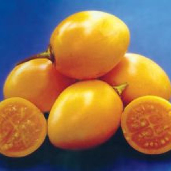 Yellow Tamarillo   Tree Tomato   Cyphomandra betacea   20  Seeds  USA Company