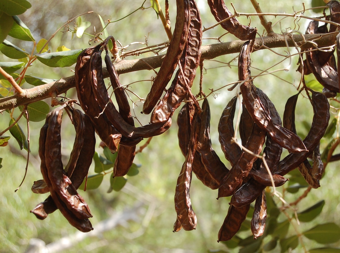 Carob Tree Locust Tree Ceratonia Siliqua 20 Seeds Etsy