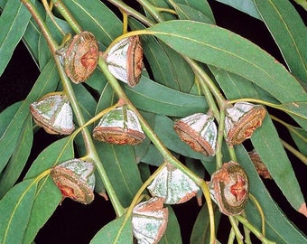 Southern Blue Gum   Eucalyptus globulus  20 Seeds  USA Company