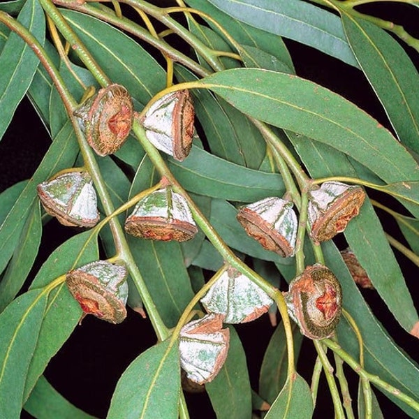 Southern Blue Gum   Eucalyptus globulus  20 Seeds  USA Company