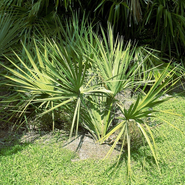 Scrub Palmetto  Sabal etonia  100 Seeds  USA Company