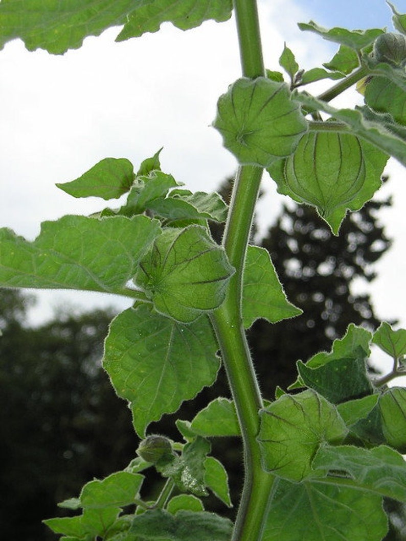 Tomatillo Husk Tomato Physalis philadelphica 10 Seeds Etsy