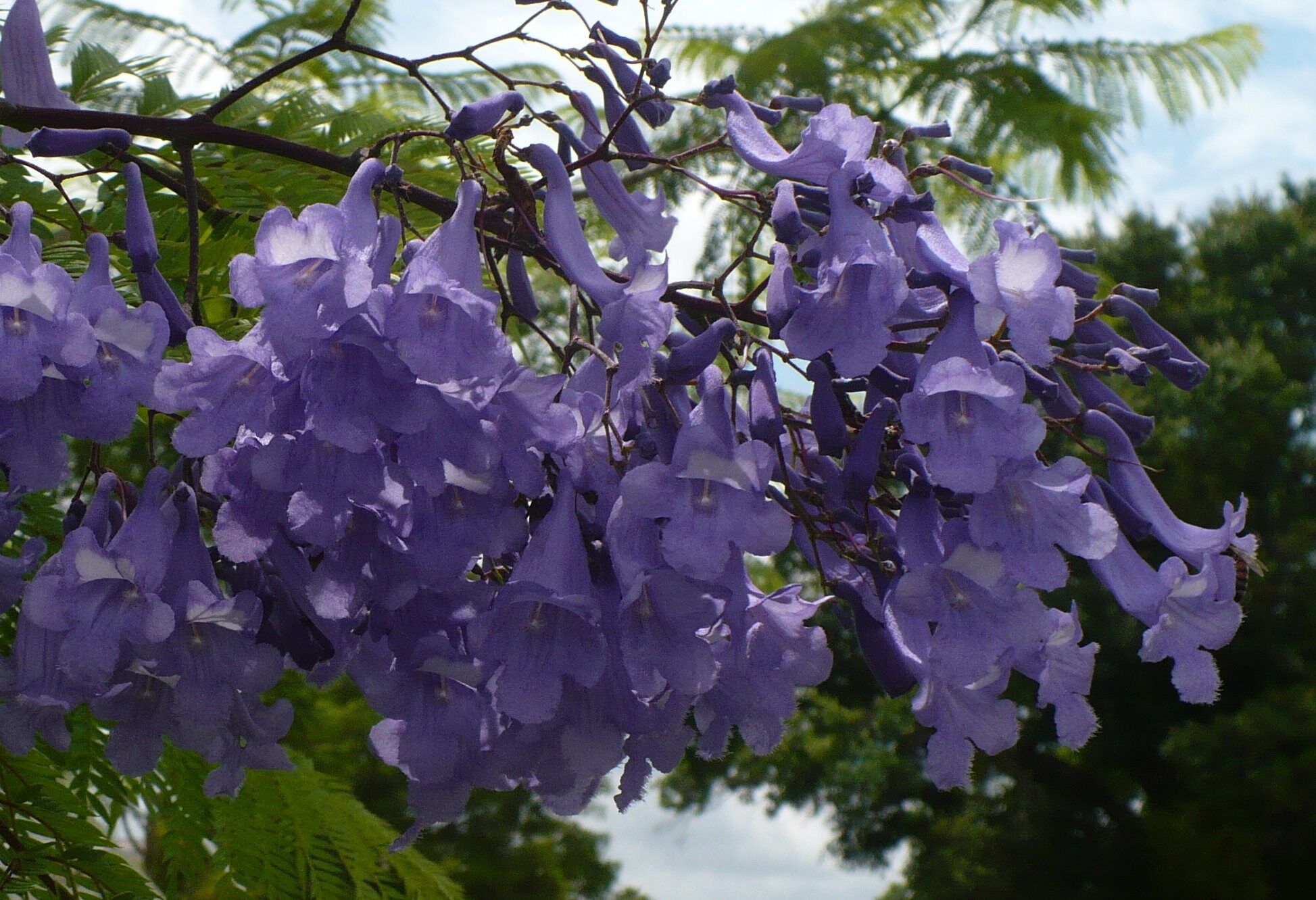 Jacaranda Tree Jacaranda Mimosifolia 20 Seeds free Shipping Etsy