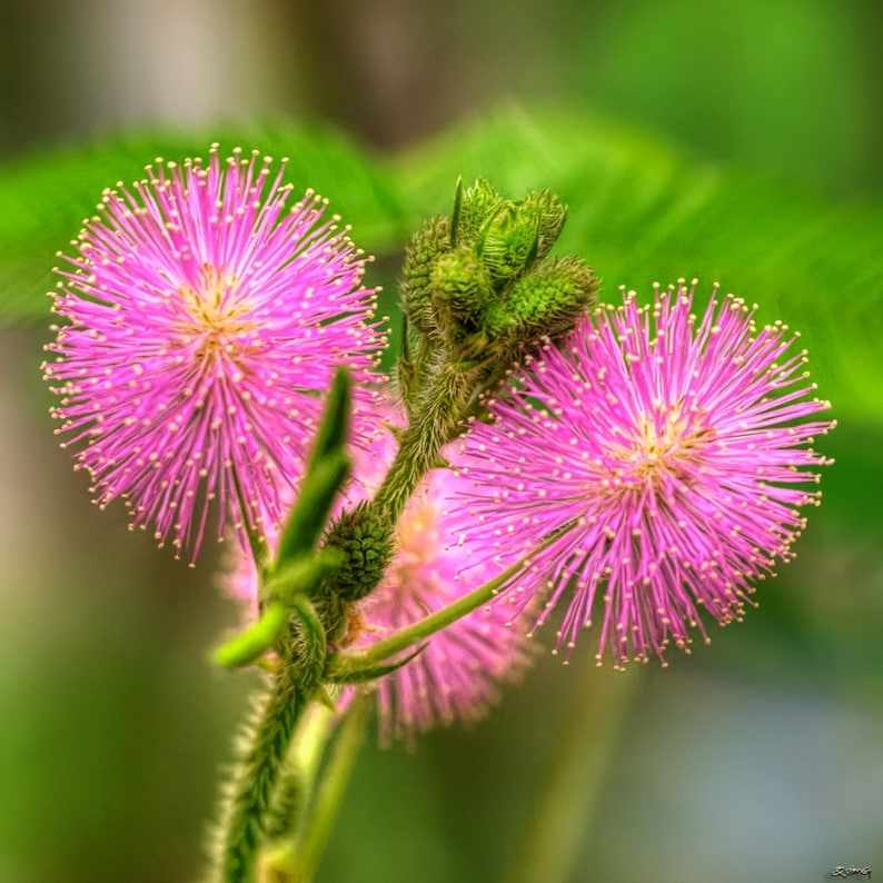 Sensitive Plant Mimosa pudica 500 Seeds USA Company image 1